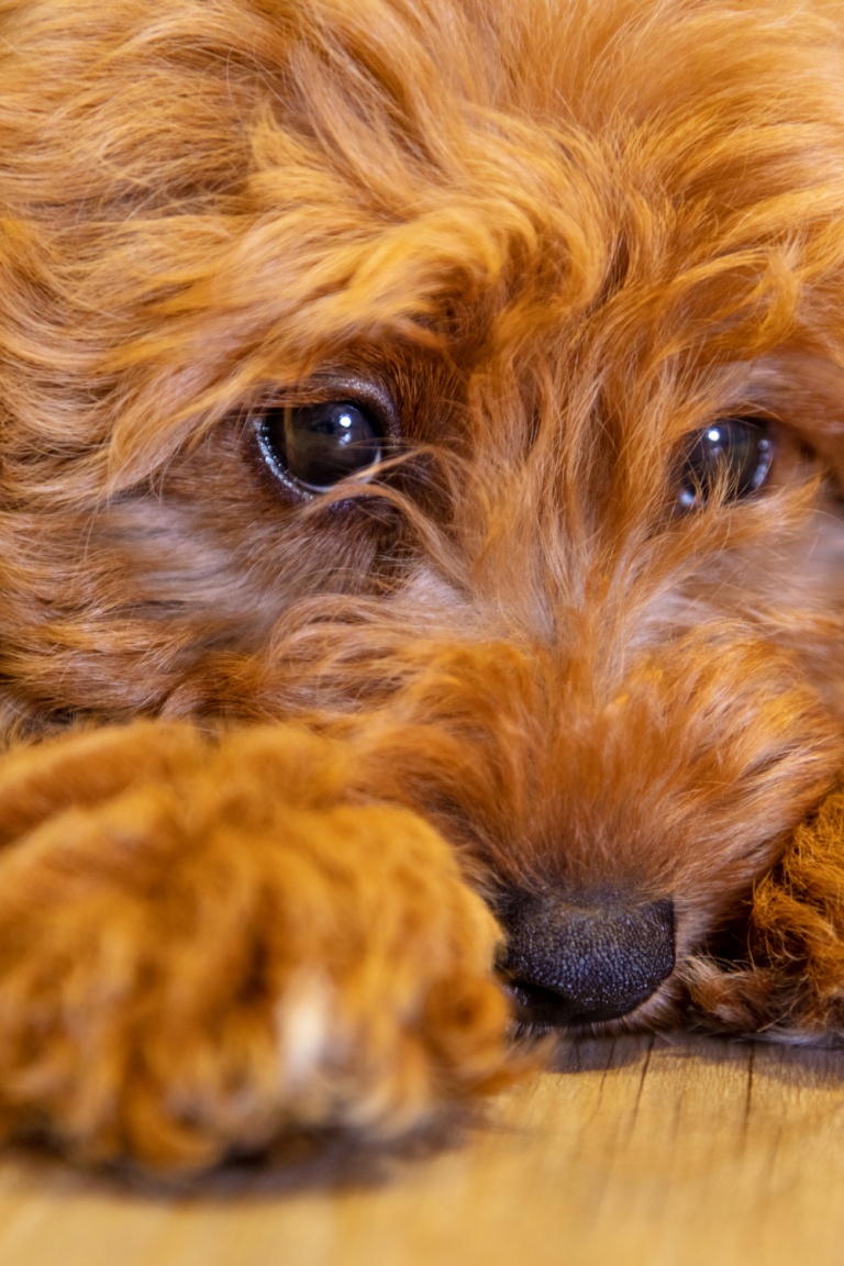 Labradoodle Puppy