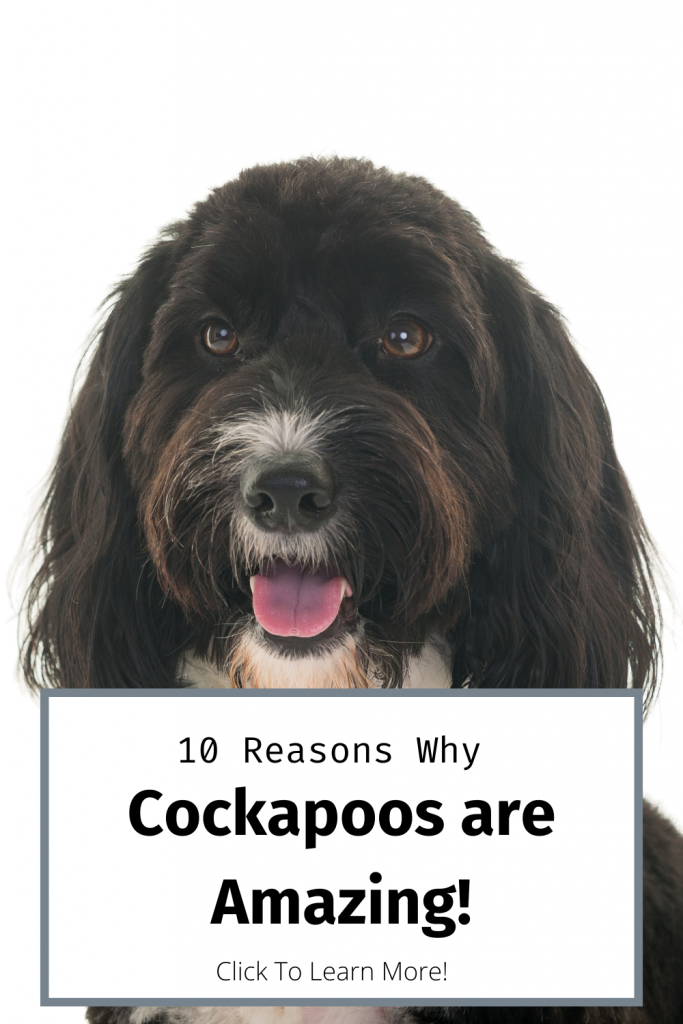 Pinterest Pins for Cockapoo BLog about how awesome they are.