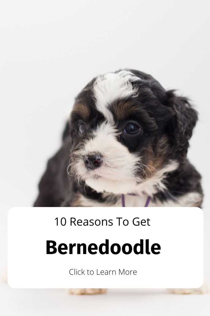 Pinterest Pin for Bernedoodle Blog about how awesome they are.