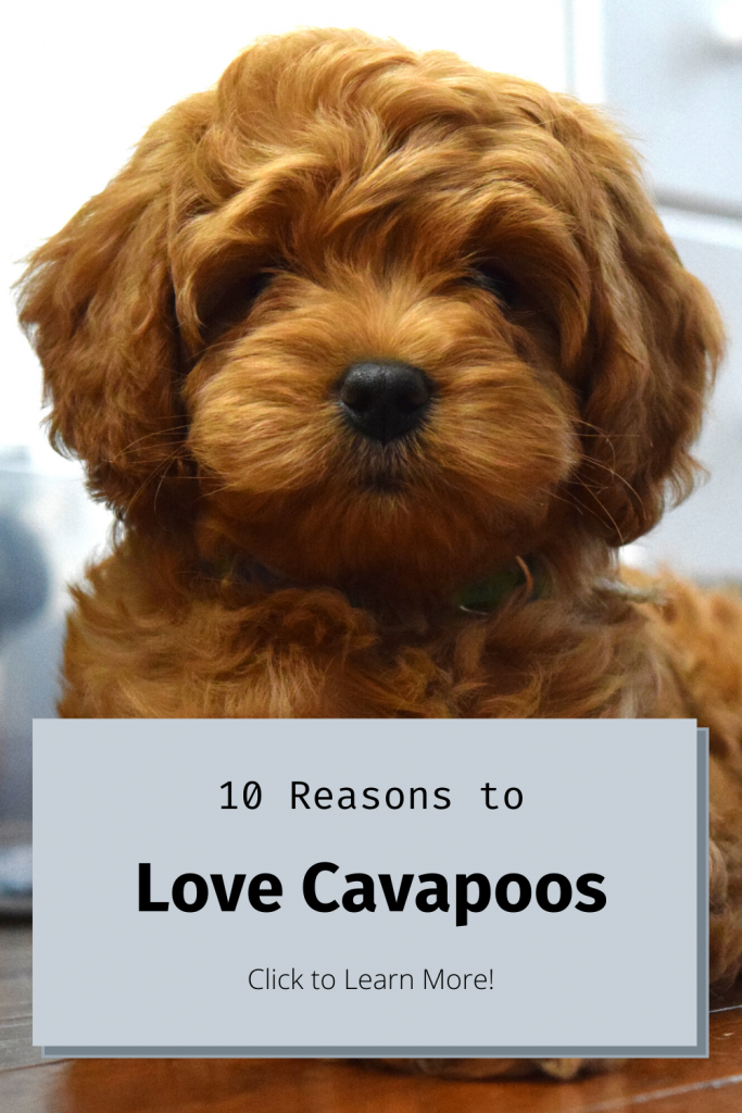 Pinterest Pins about Cavapoo Dogs and how great they are and why you should get them.