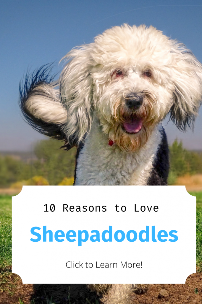 Pinterest Pins for Blog about Sheepadoodles and why you should adopt them into your family.