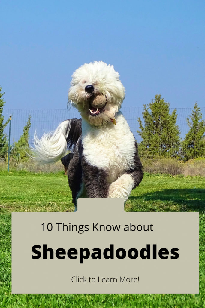 Pinterest Pin for Sheepadoodle Blog about concerns to know about in advance of getting one in your family,