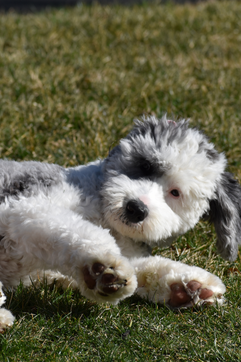 Sheepadoodle puppy image