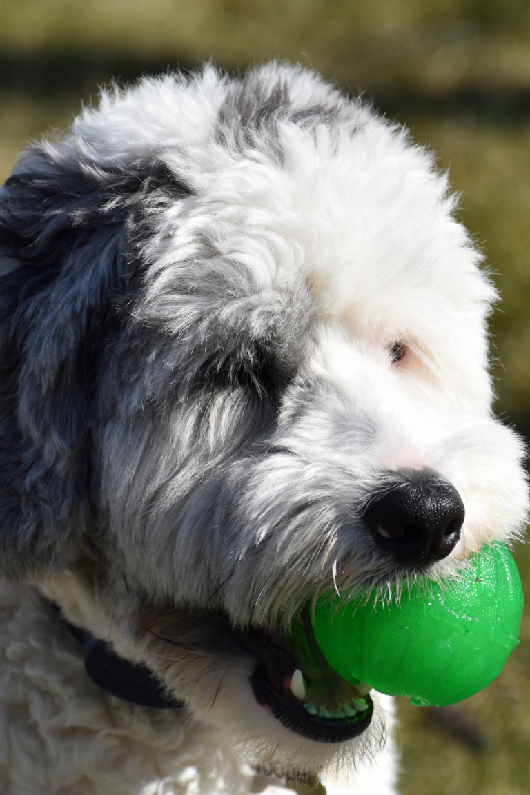 Sheepadoodle puppy image