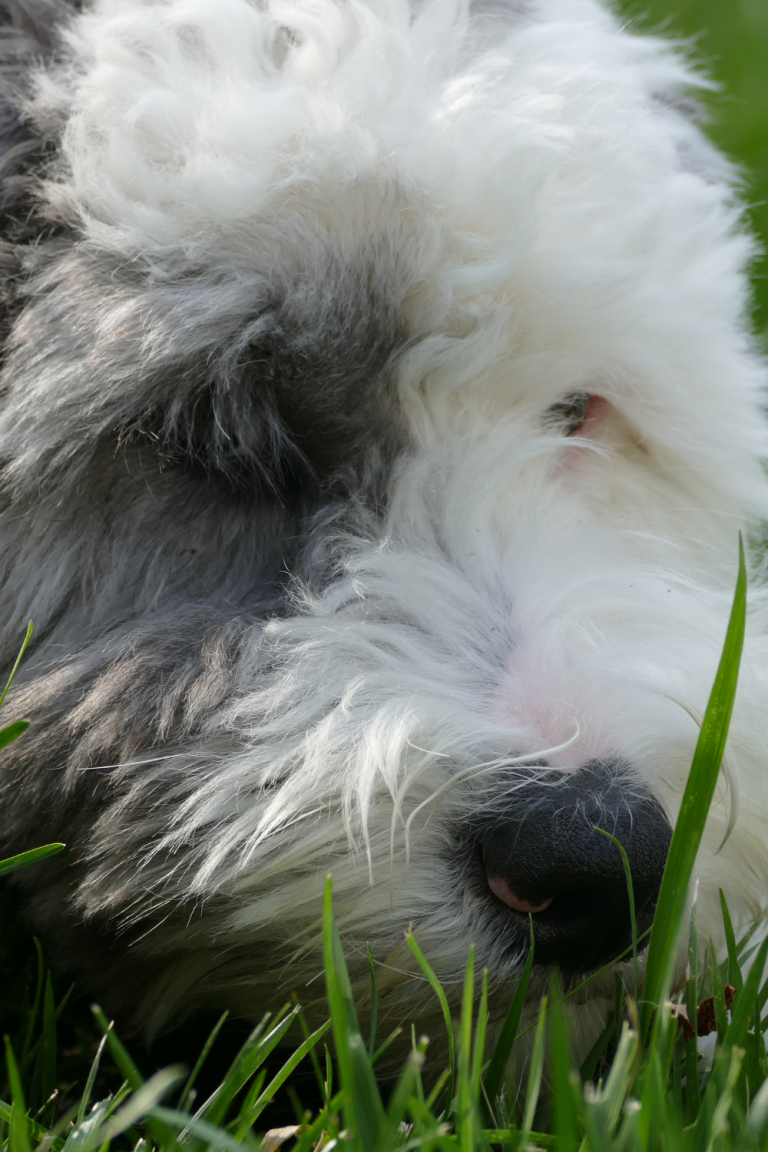 Sheepadoodle puppy image