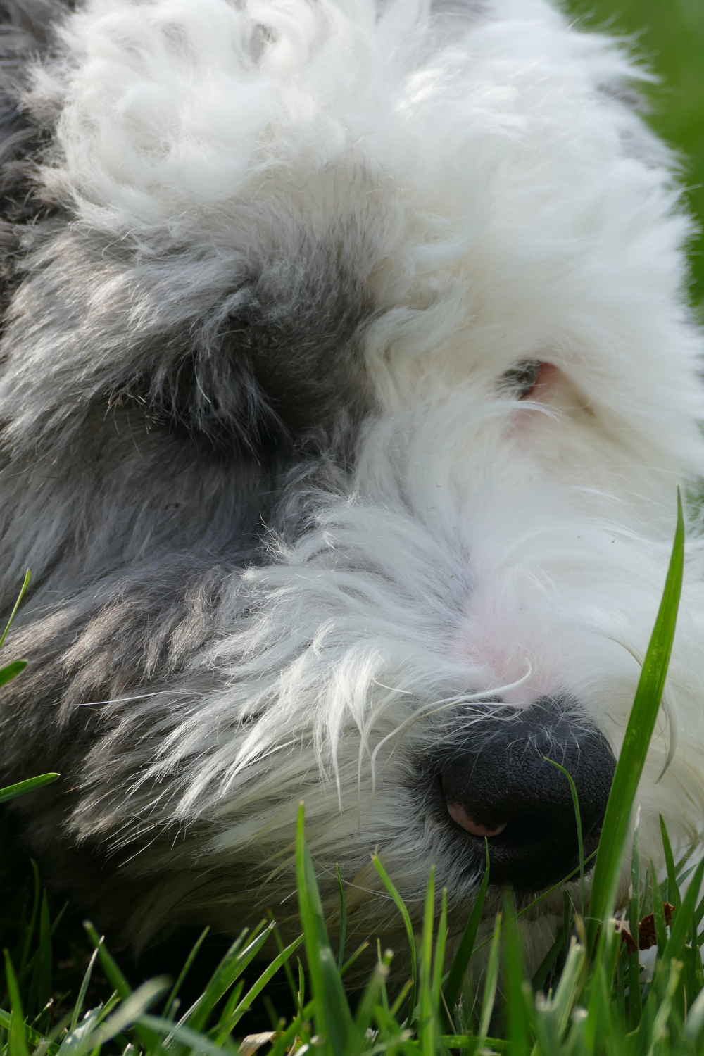 10 Things to Know about Sheepadoodles before you add on to your family ...