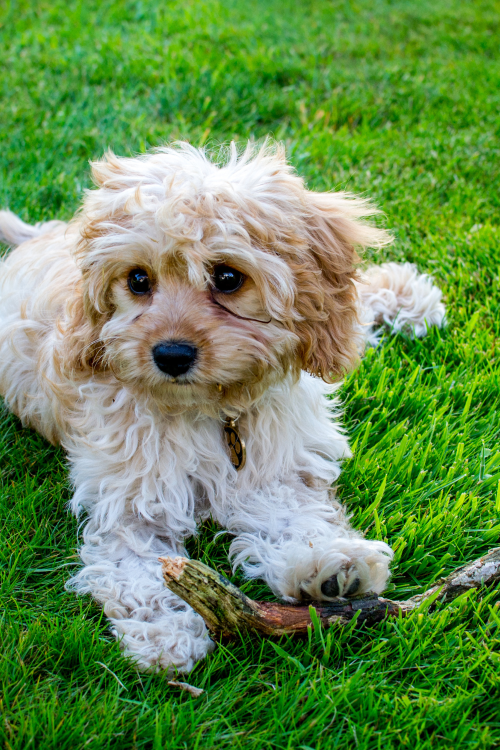 New Cavapoo Puppy Shopping List - Doodle Dog Diaries