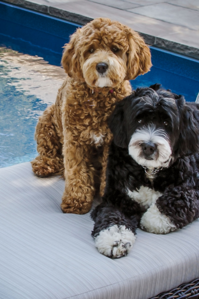 Bernedoodle Dog Puppies