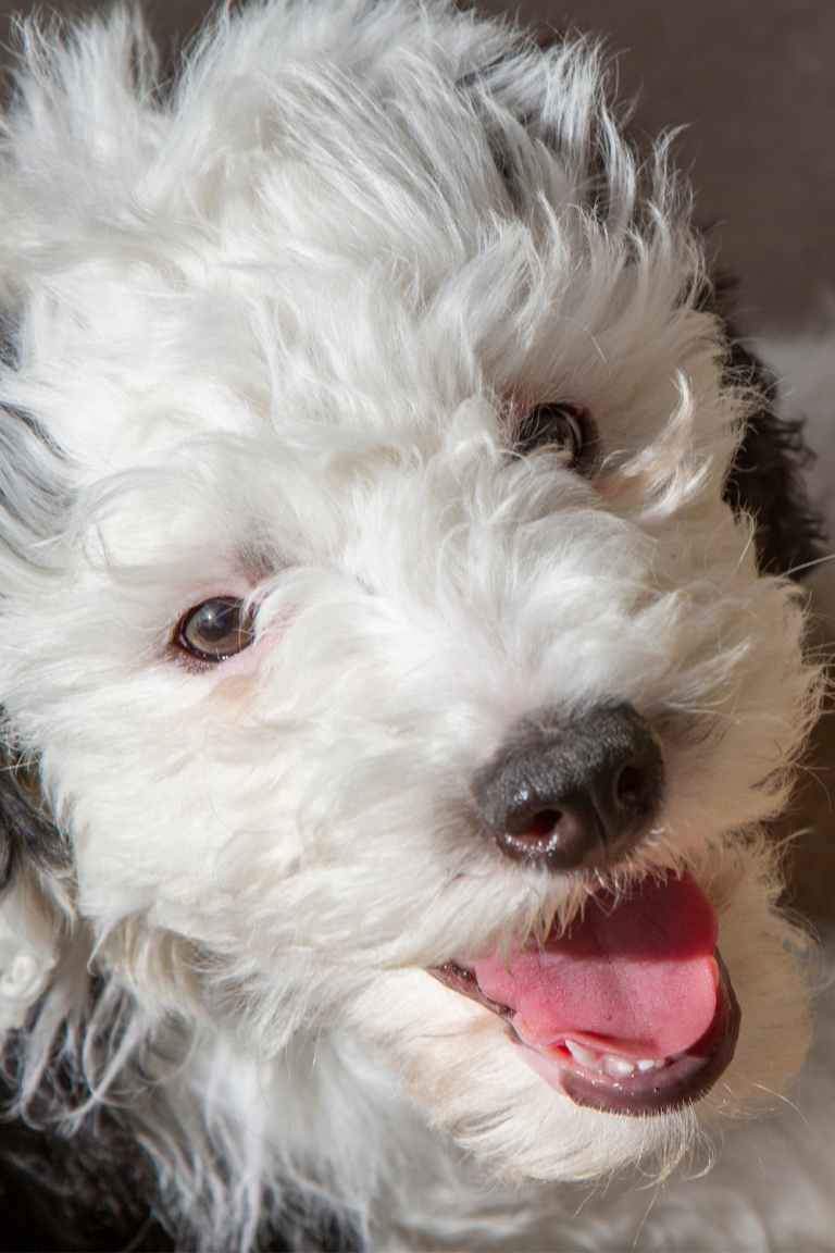 Sheepadoodle Puppy Proofing Your Home - Doodle Dog Diaries