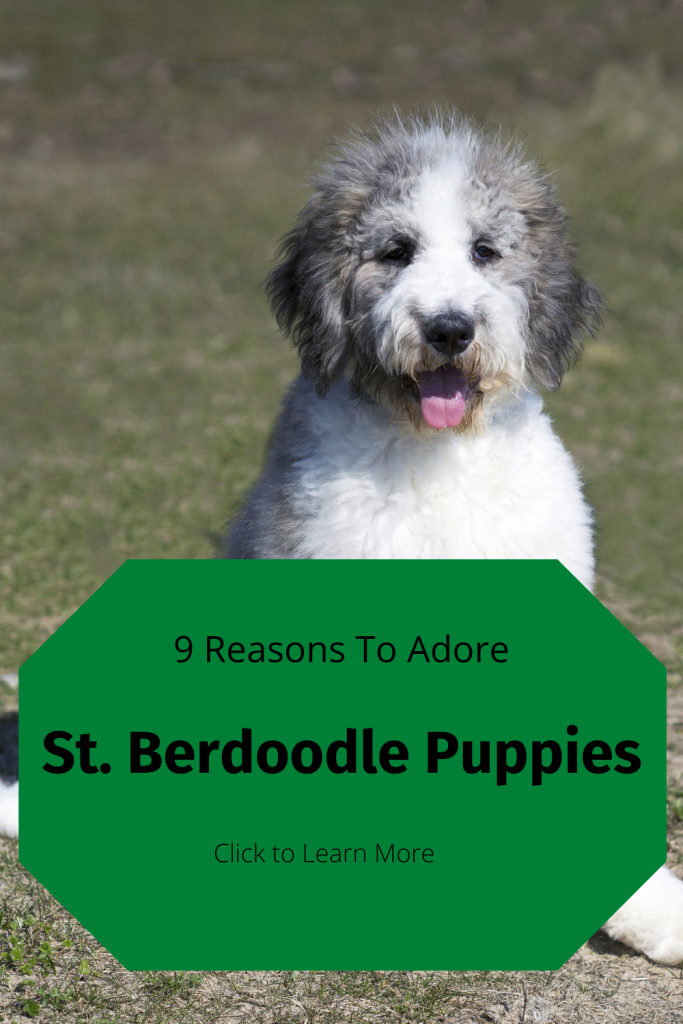 Pinterest Pin for St. Berdoodle Puppies