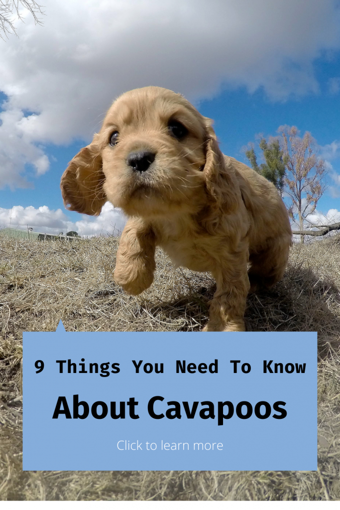 Pinterest Pins for Cavapoo Blog about things you should know before getting them.
