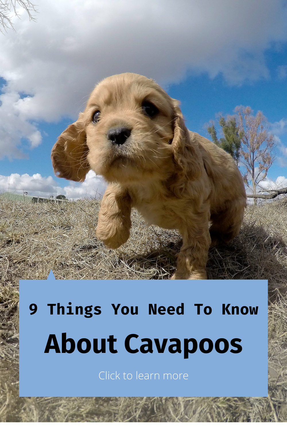 are cavapoos barkers