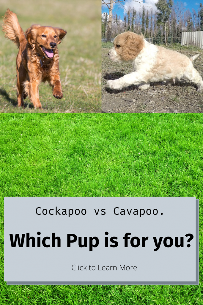 Pinterest Pin for Cockapoo vs Cavapoo
