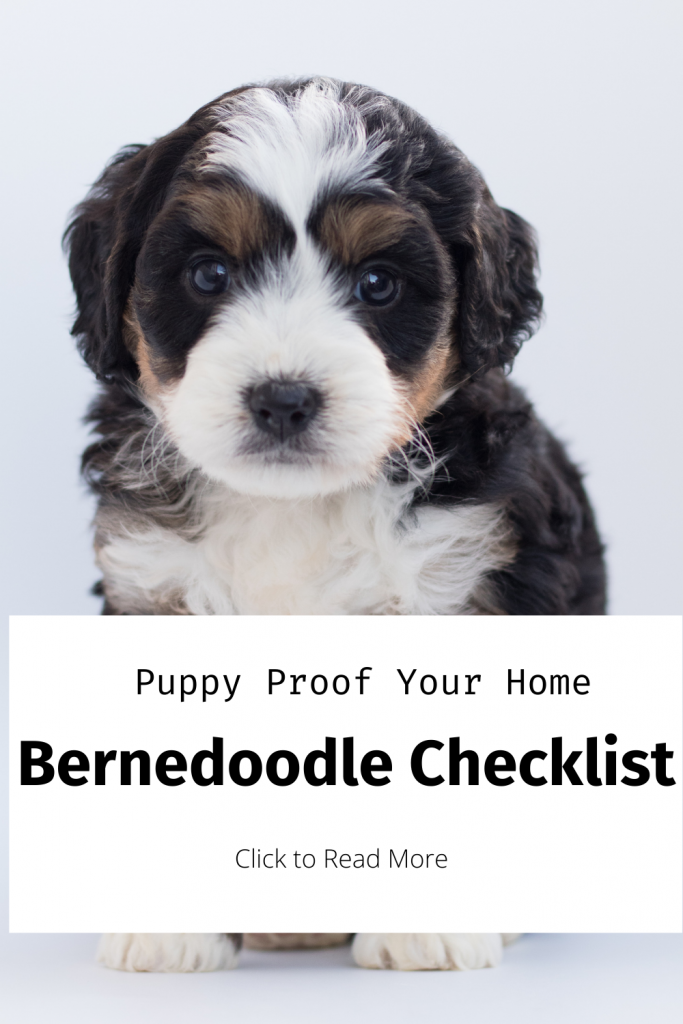 Pinterest Pin about Bernedoodle Puppy Proofing Checklist.