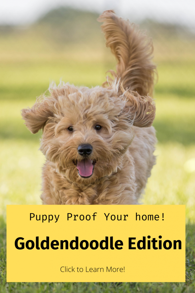 Pinterest Pin for Blog about how to Puppy Proof your home. Goldendoodle edition