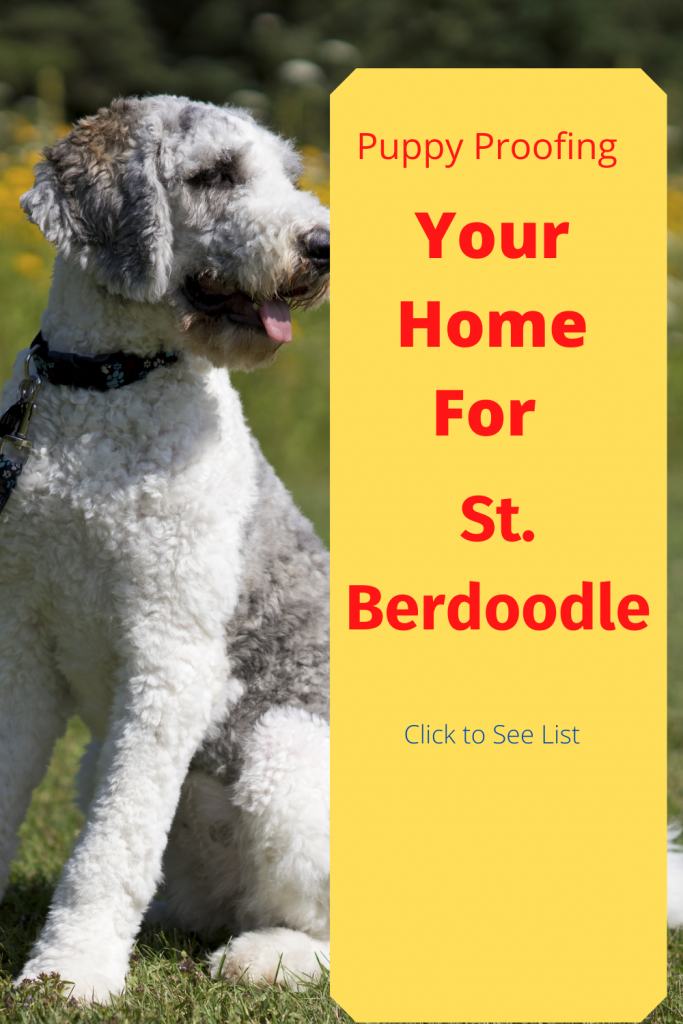 Pinterest Pin for Blog about St. Berdoodle and how to best prepare your home.