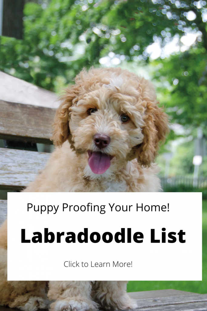 Pinterest Pin for Blog about Puppy proofing your home.