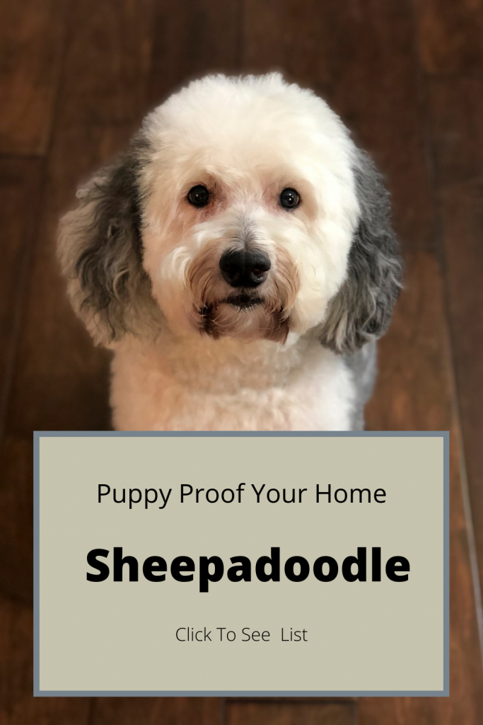 Pinterest Pin for Sheepadoodle Puppy Proofing Blog.