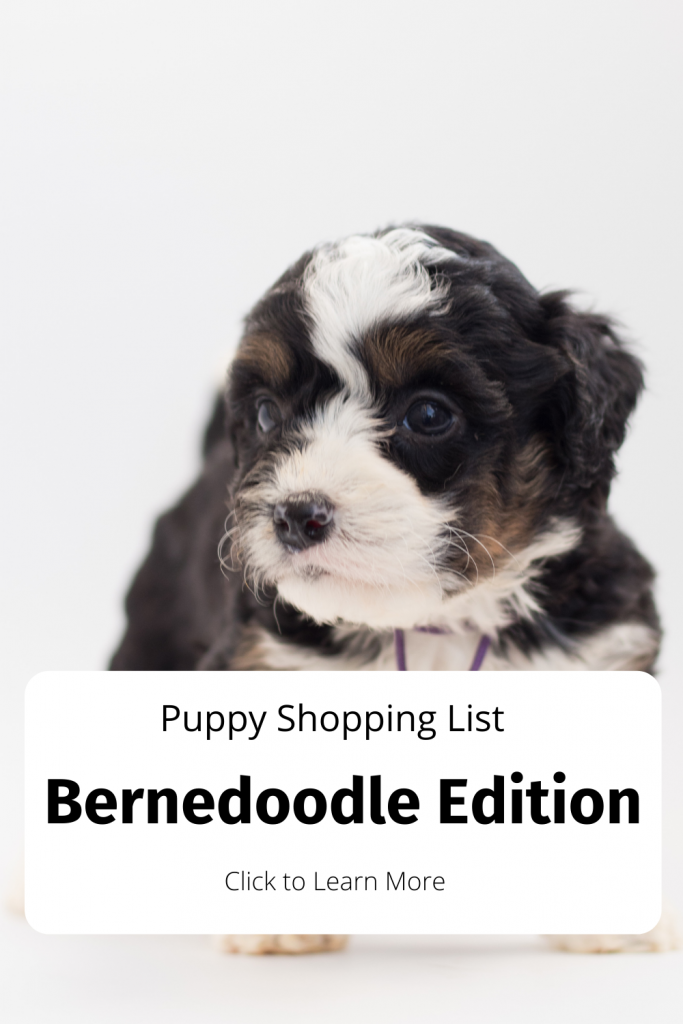 Pinterest Pin for Bernedoodle Shopping List Blog.