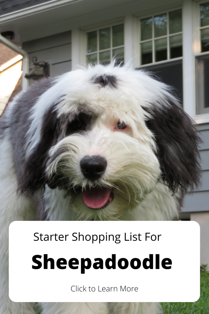 Sheepadoodle Puppy Proofing Your Home - Doodle Dog Diaries