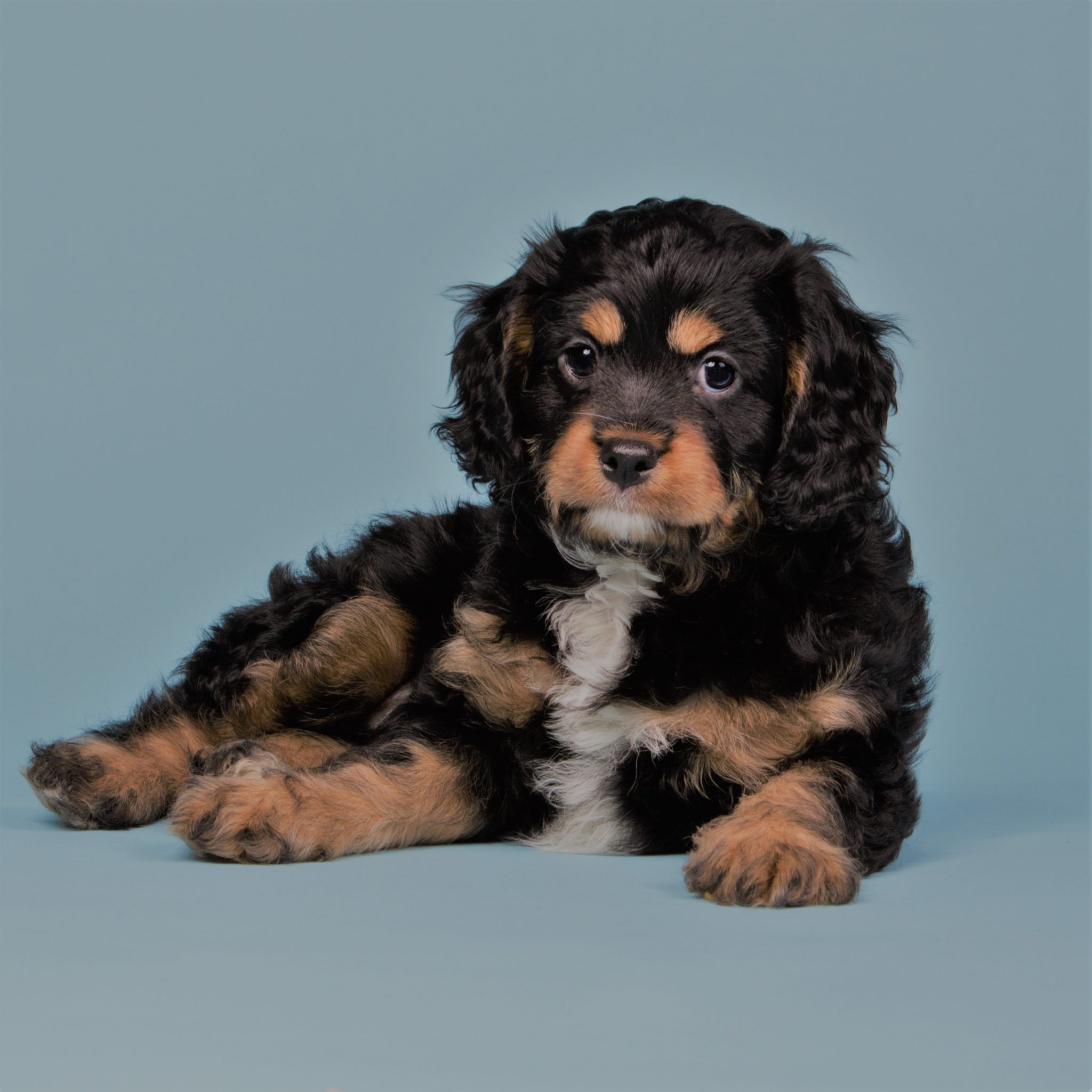 10 Reasons to Love Cavapoos! - Doodle Dog Diaries