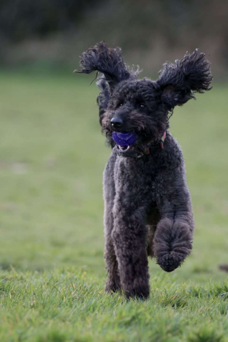 Labradoodle Running Through The Grass