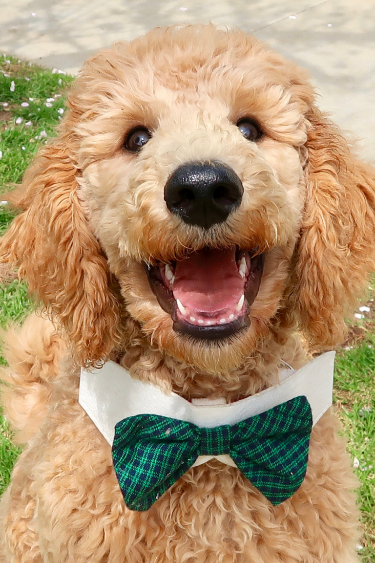 Golden Doodle with Bow Tie