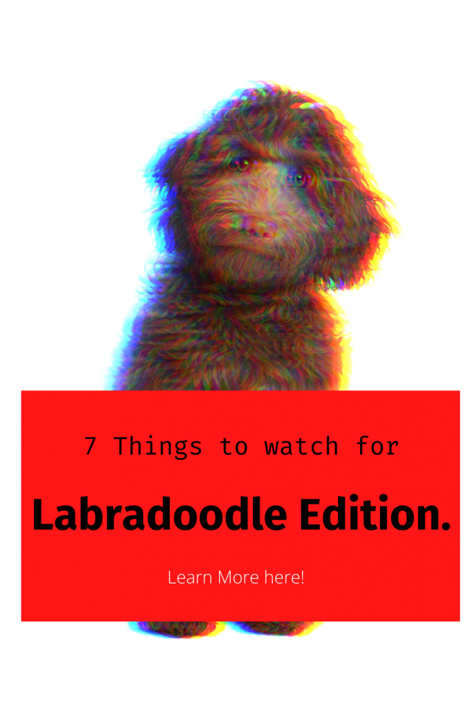 Pinterest Pin for Labradoodle Blog about concerns with Labradoodles