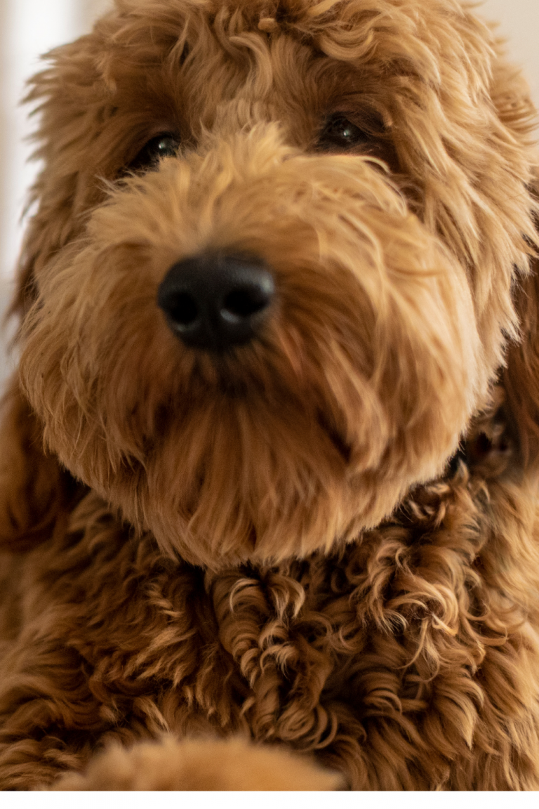 Goldendoodle with a Pout