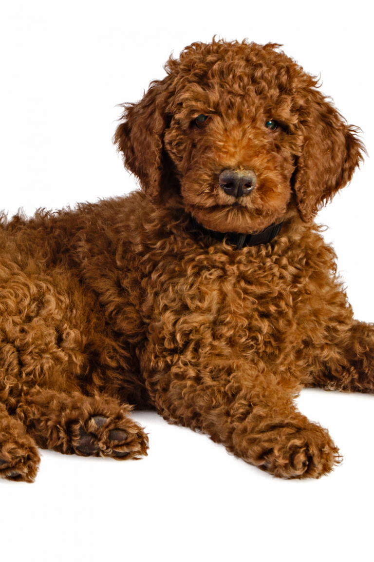 Labradoodle looking at the reader.