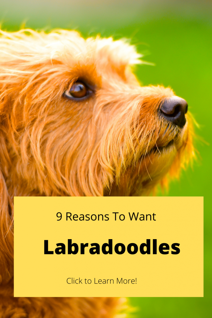 Pinterest Pin for Labradoodle Blog