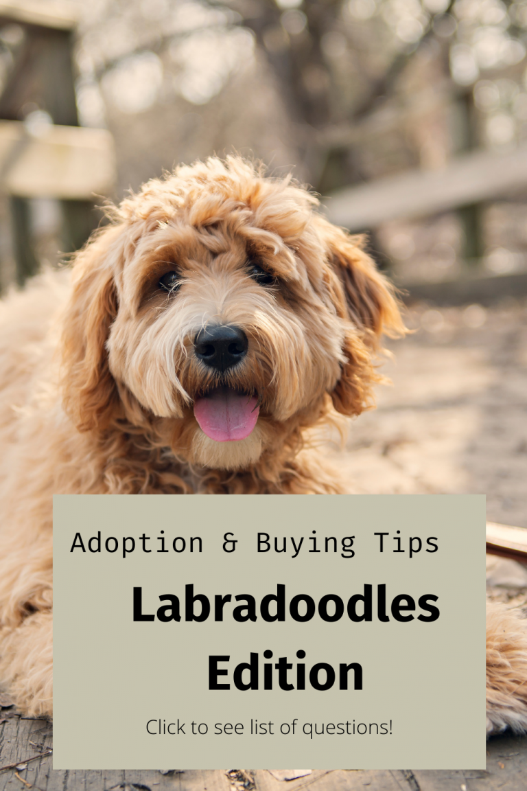 Labradoodle rescues best sale near me