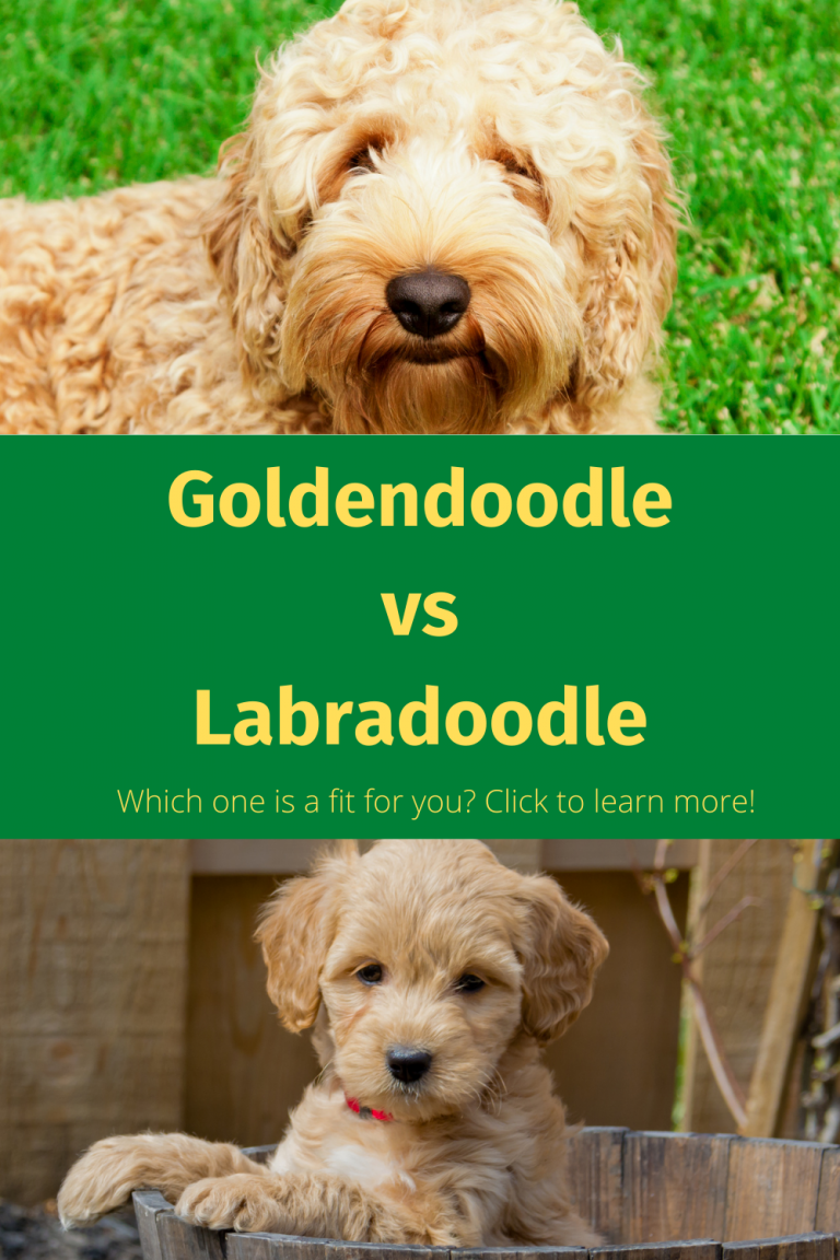 Pinterest Pin for Goldendoodle vs Labradoodle blog