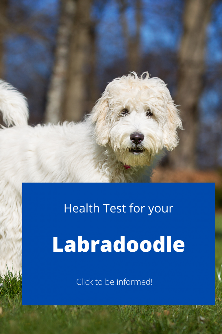 Pinterest Pin for Labradoodle Blog about Health Test