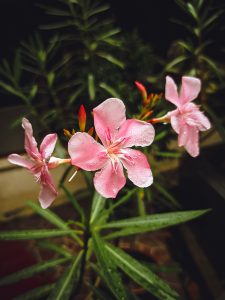 Oleander Flowers