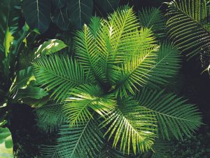 Boston Fern