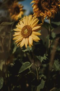 Sunflower Plant