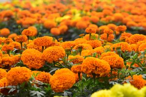 Garden Marigolds Photos