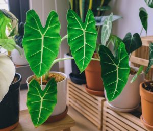 Alocasia Photos