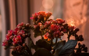 Kalanchoe Flowers