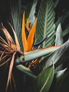 Bird of Paradise Flower