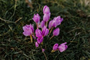 Autumn Crocus