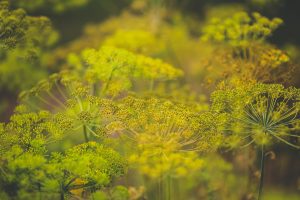 Dill Flower Plants