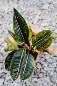 Chinese Evergreen Plant