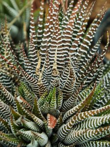 Haworthia Plant Photo