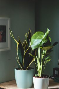 Philodendron