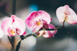 Moth Orchid Photos