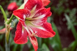 amaryllis flowers