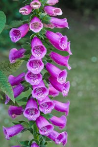 Coral Bell Flowers