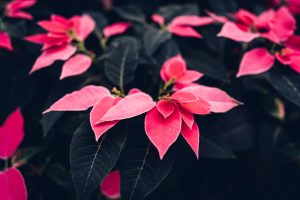 Poinsettia Photos